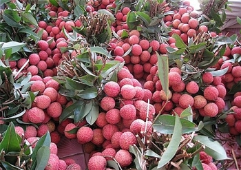 vietnams lychees export to singapore us australia