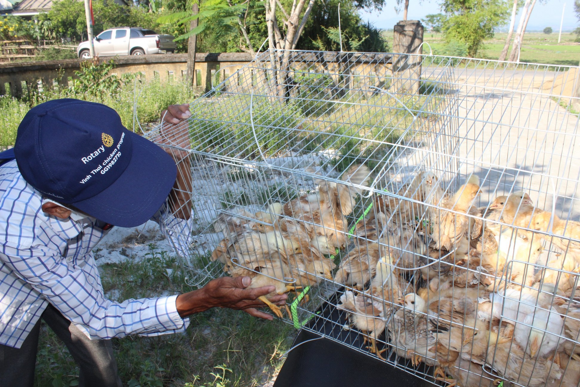 5000 baby chicks help generate sustainable income for the poor in hue