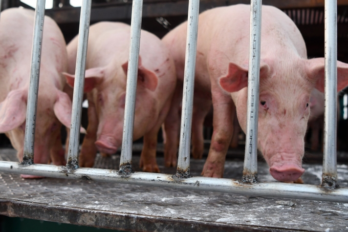 vietnam to import live pigs to cut live hog prices in domestic market