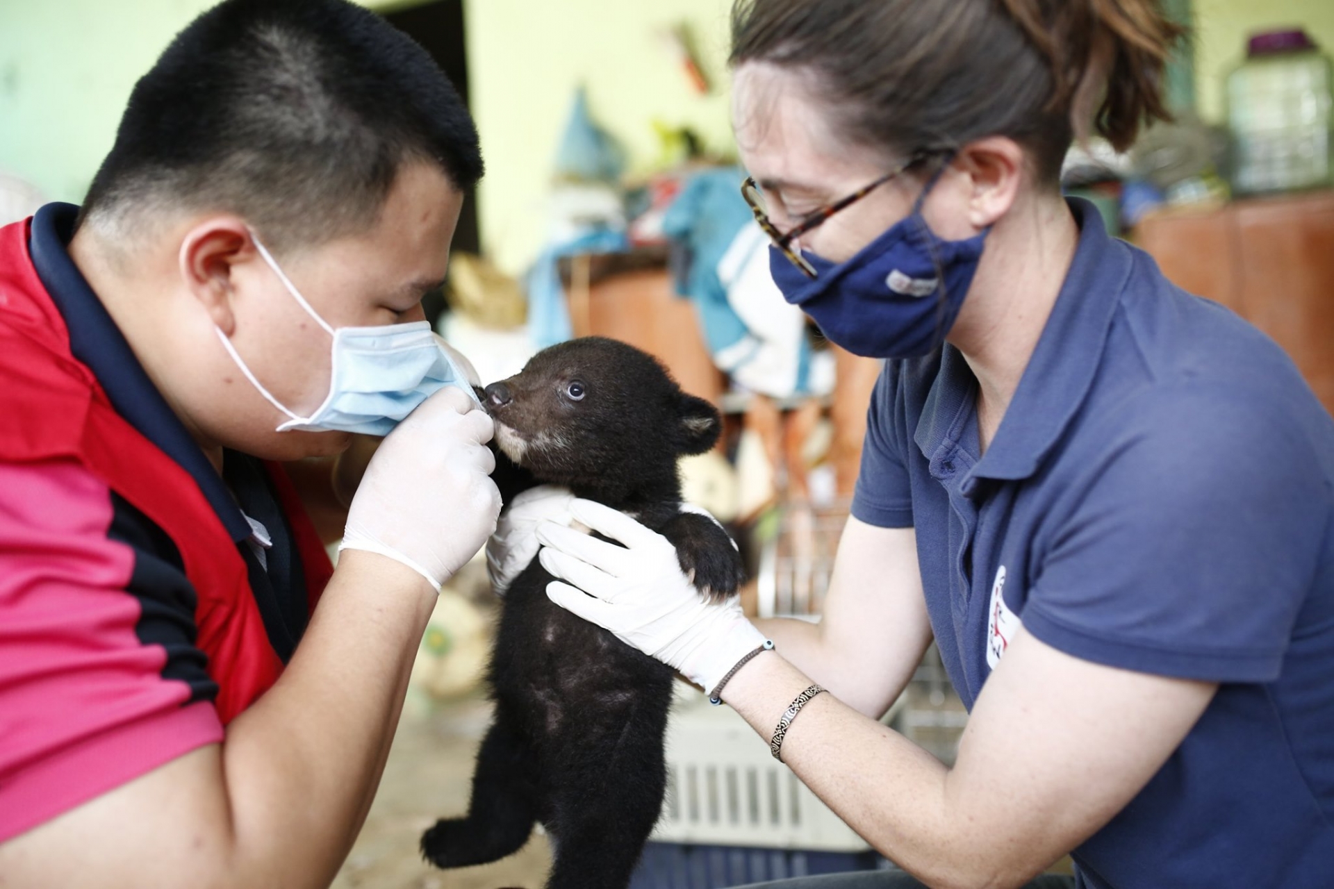 bear cub rescued from illegal wildlife trade in vietnam