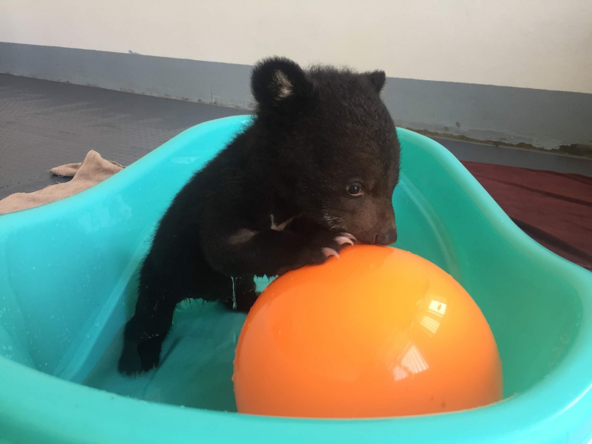 bear cub rescued from illegal wildlife trade in vietnam
