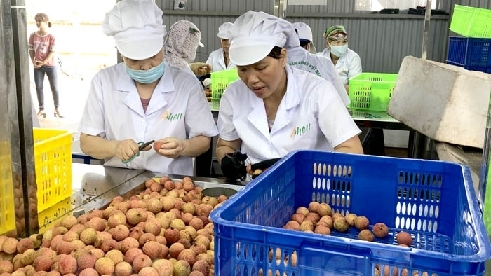 e commerce platforms bring new opportunities for hai duong lychees sellers