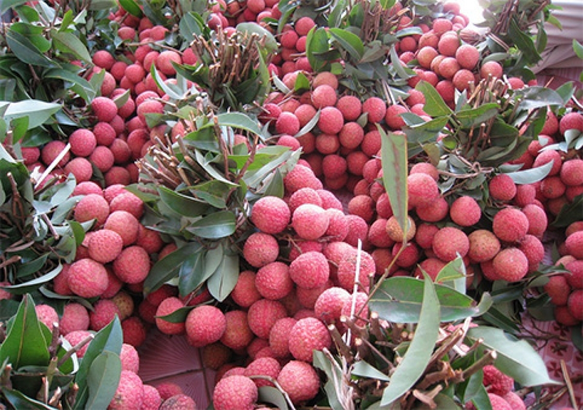 E-commerce platforms bring new opportunities for Hai Duong lychees sellers