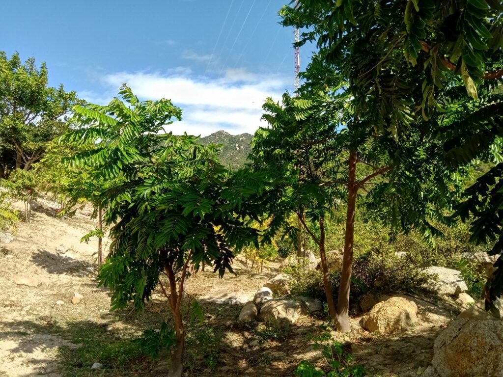 New Zealand-funded project to plant three hectares of forest in Ninh Thuan province