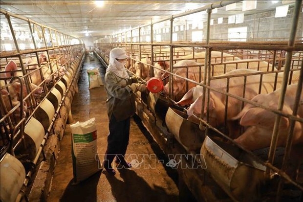 Livestock, Vietnam’s new export strength of billion dollars | Vietnam Times