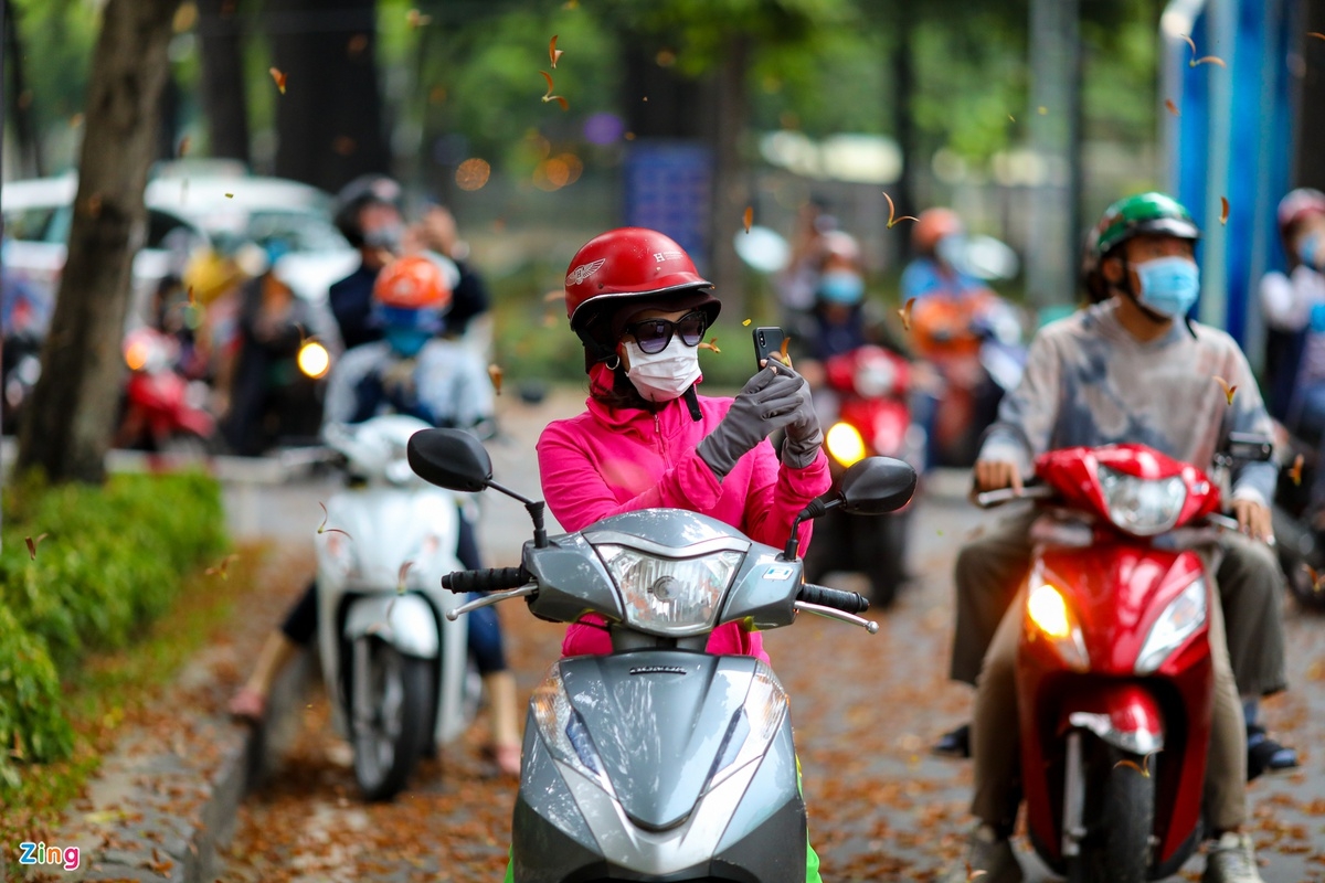 Winged seeds' rain in Ho Chi Minh City