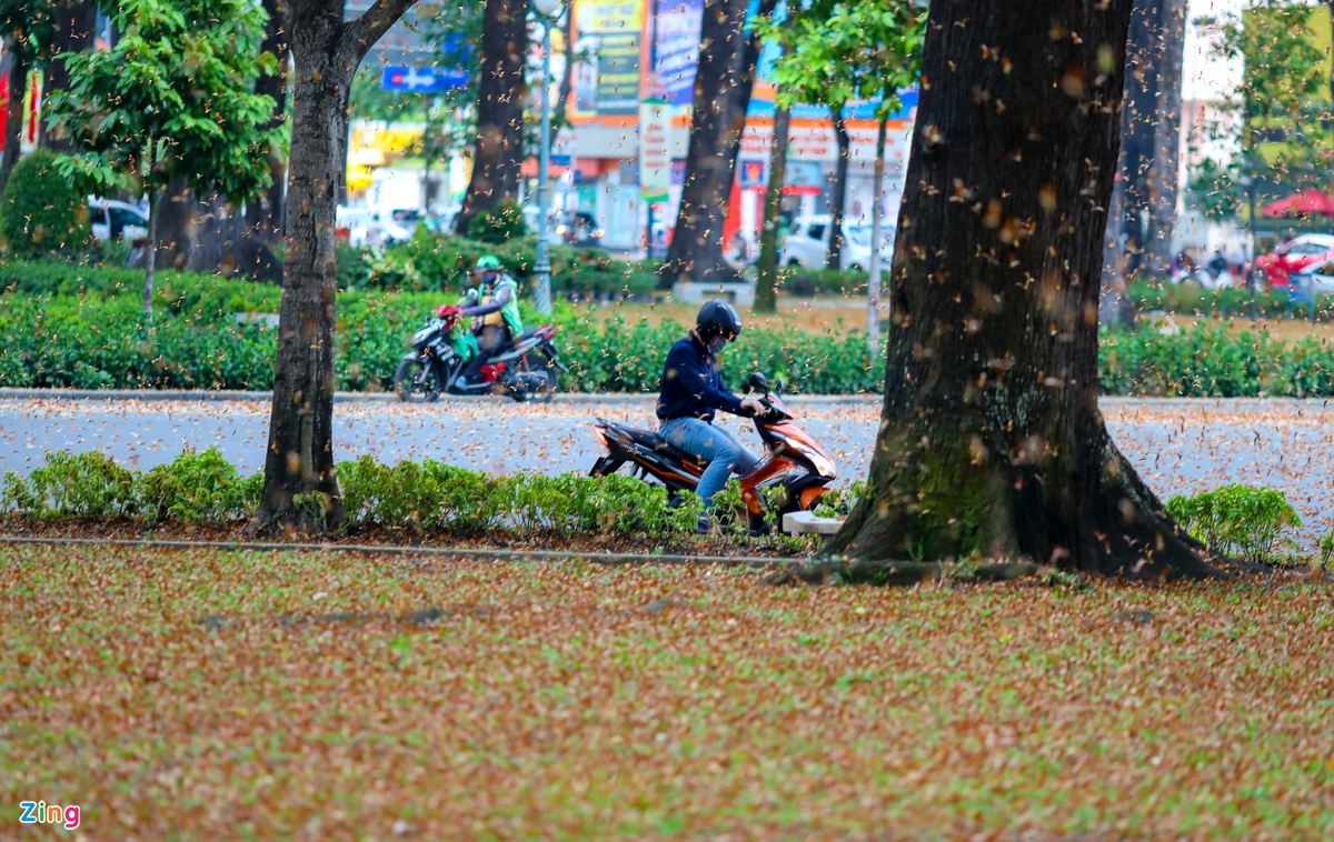 Winged seeds' rain in Ho Chi Minh City
