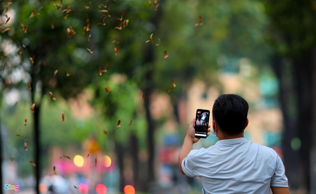 Winged seeds' rain in Ho Chi Minh City