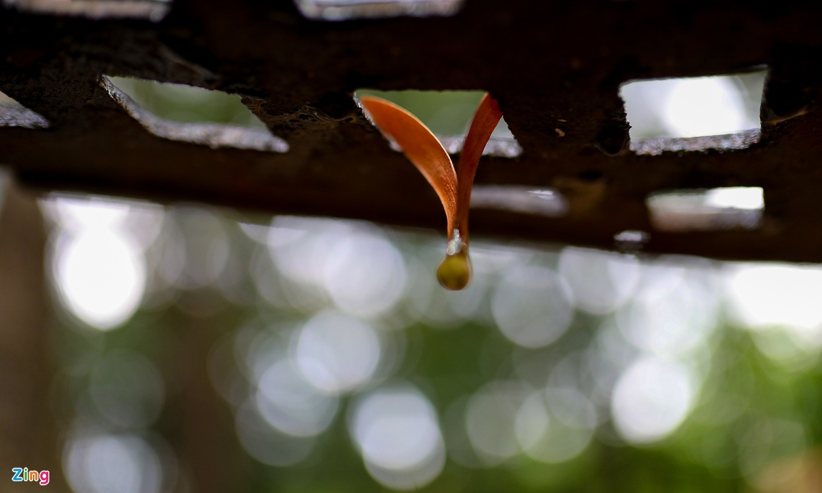 Winged seeds' rain in Ho Chi Minh City