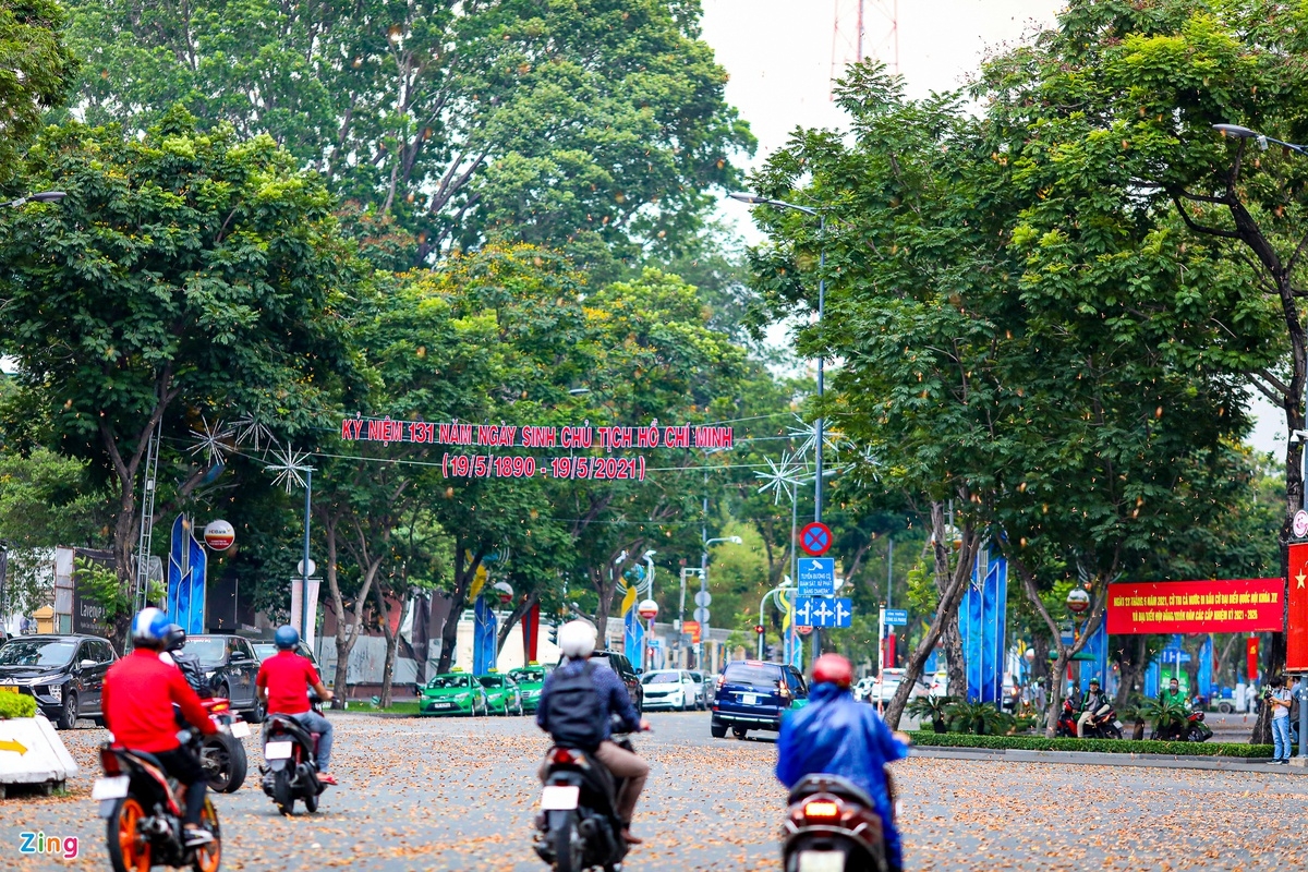 Winged seeds' rain in Ho Chi Minh City