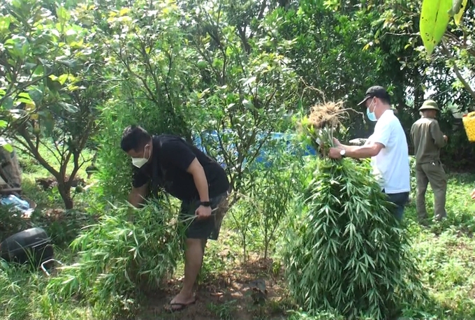 French businessman grows cannabis by Red River