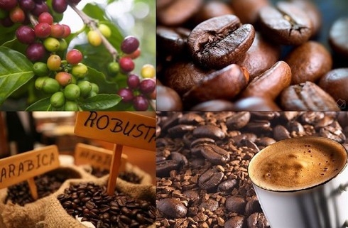 algerians favor vietnamese coffee seafood and many agricultural products
