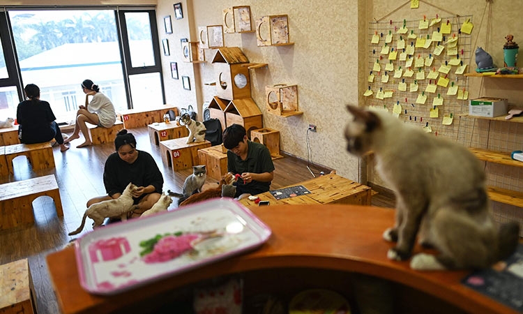 international press highlights small rescue cat cafe in hanoi