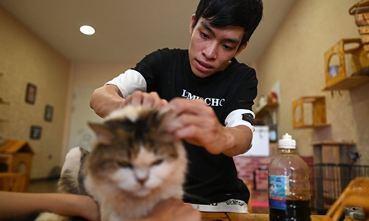 international press highlights small rescue cat cafe in hanoi