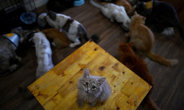 international press highlights small rescue cat cafe in hanoi