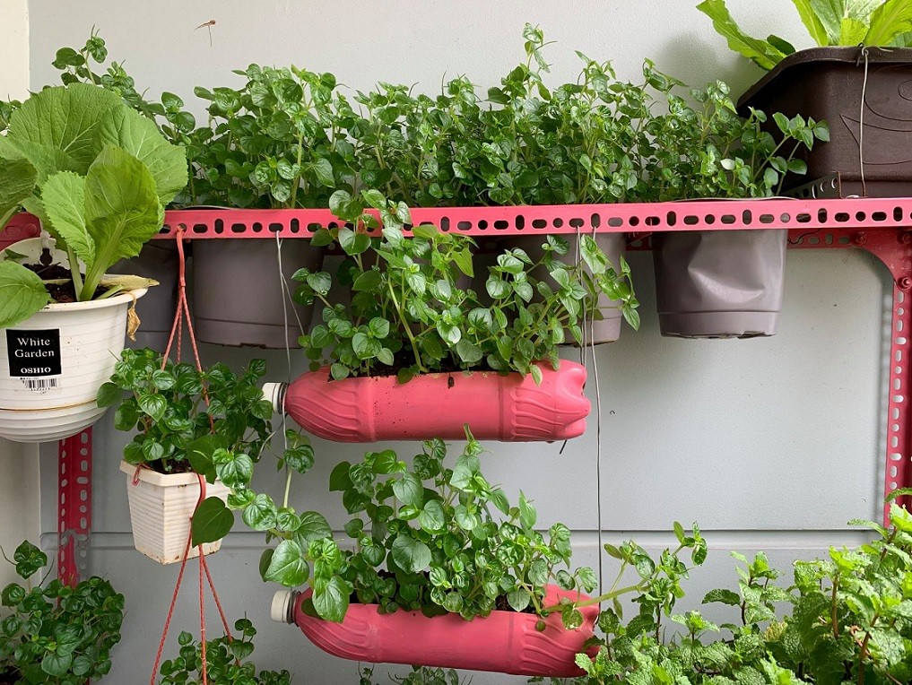 Fun Lockdown Activities: Easy Vegetables to Grow Indoors