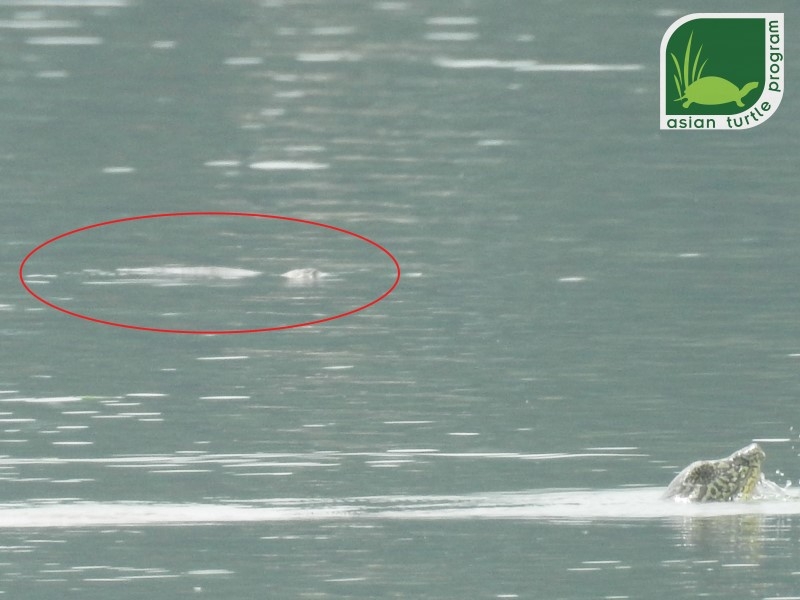 World’s rarest turtle's second individual photographed in Dong Mo Lake