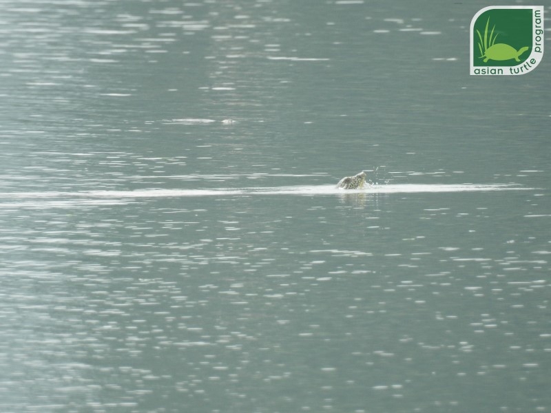 Population of world’s rarest turtle rises to 4 with second animal photographed in Dong Mo Lake