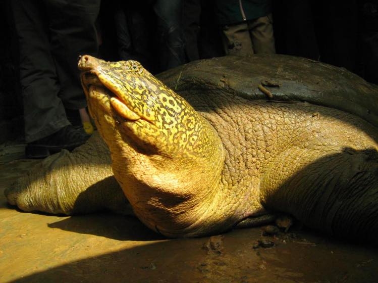 Population of world’s rarest turtle rises to 4 with second animal photographed in Dong Mo Lake