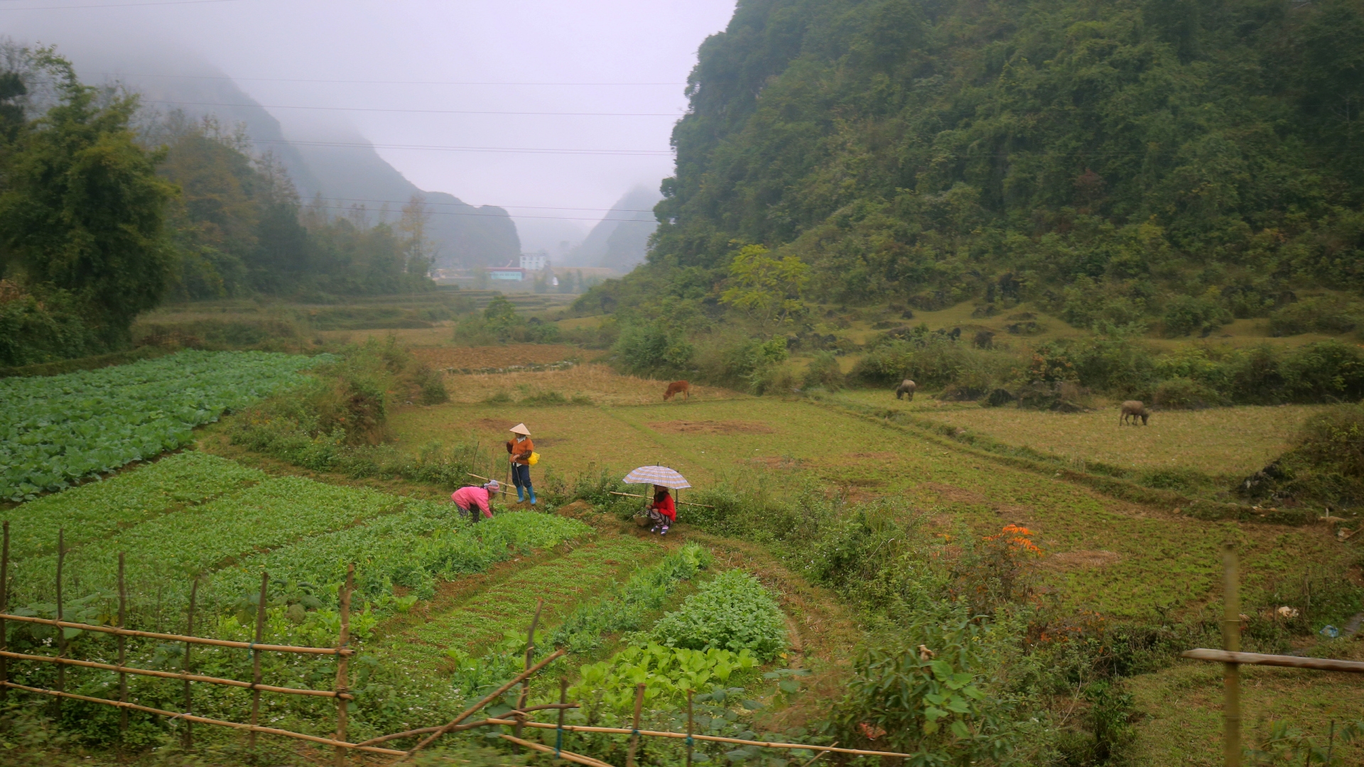 Boosting resilience to climate risks through improved farmer practice in passion fruit farming