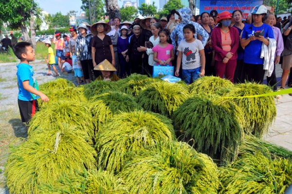 Discovering Me Tri’s Young Green Rice Making Craft - An Intangible Cultural Heritages of Hanoi