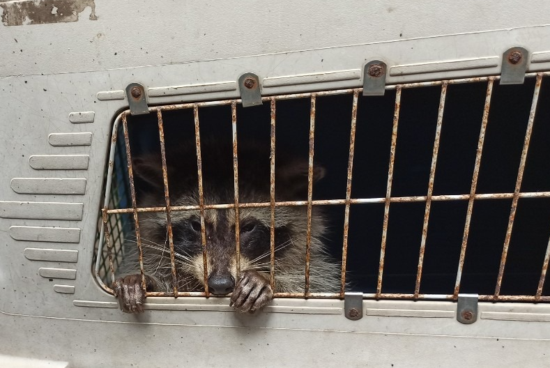 Racoon spends over 30 days in shipping container from US to Vietnam