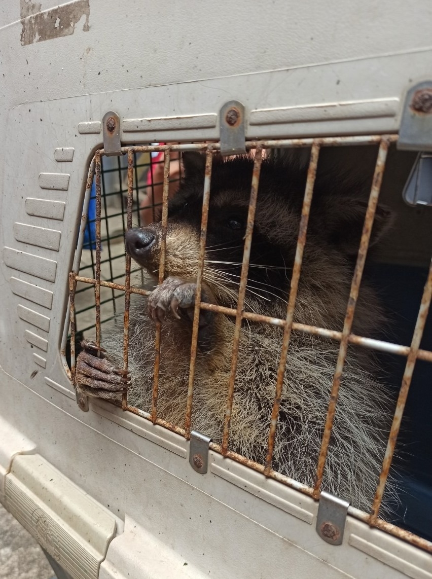 Racoon spends over 30 days in shipping container from US to Vietnam