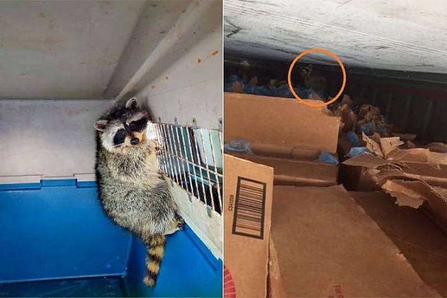 Racoon spends over 30 days in shipping container from US to Vietnam