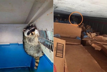 racoon spends over 30 days in shipping container from us to vietnam
