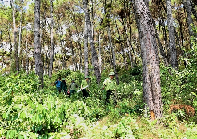 USD51.5 mil agreement supports reducing carbon emissions from deforestation and forest degradation