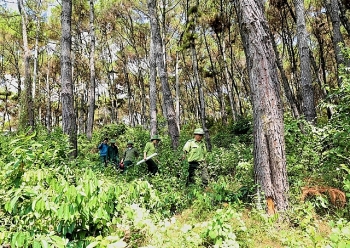 vietnam wb sign usd515 mil deal to cut carbon emissions and reduce deforestation