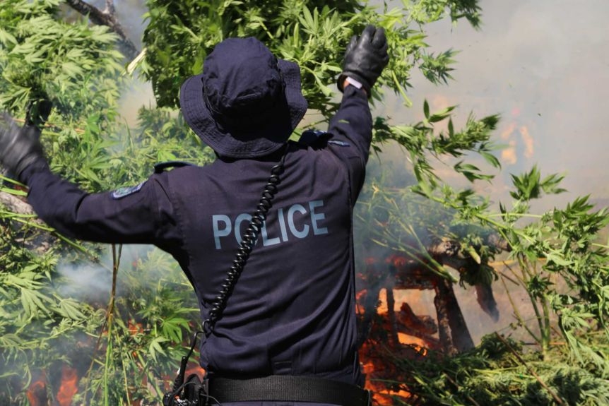 Australian police seize 13,300 cannabis plants worth estimated USD 40 mil