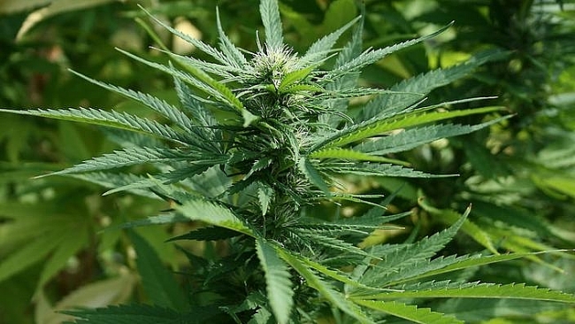 Australian police seize 13,300 cannabis plants worth estimated USD 40 million
