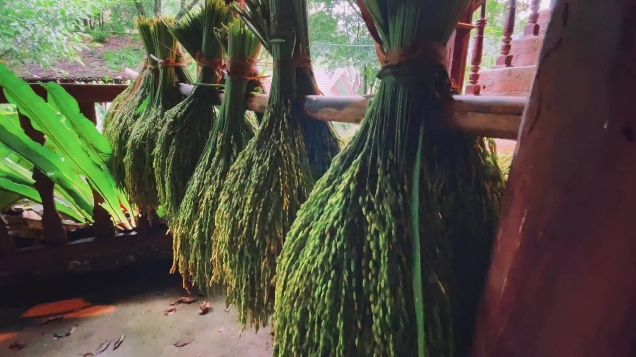 Flavor of Cao Bang green rice