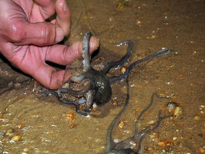 Mini octopus: Special local food of Ha Long Bay