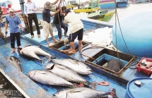 EC acknowledges Vietnam’s efforts in preventing illegal fishing
