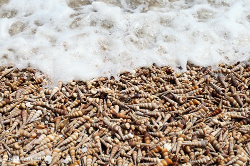 beach in ben tre covered with horn snails