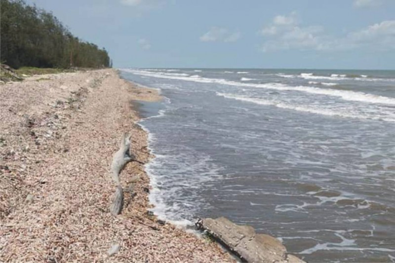 beach in ben tre covered with horn snails