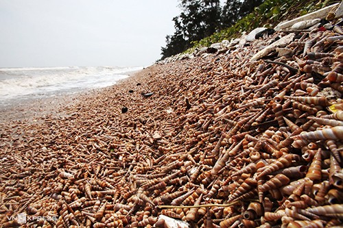 beach in ben tre covered with horn snails