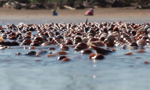 beach in ben tre covered with horn snails