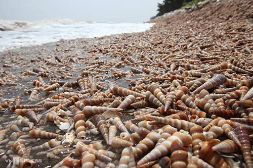 beach in ben tre covered with horn snails