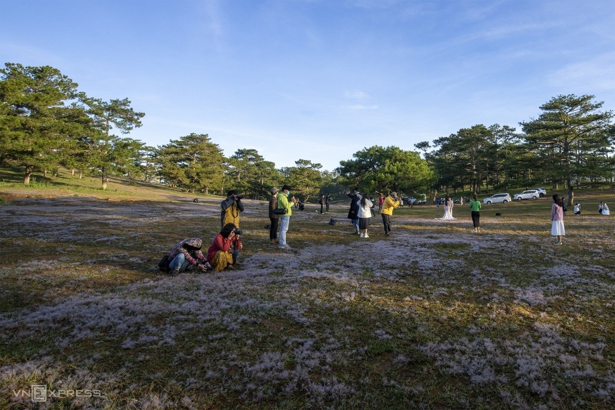 Romantic Pink Grass hills in Da Lat