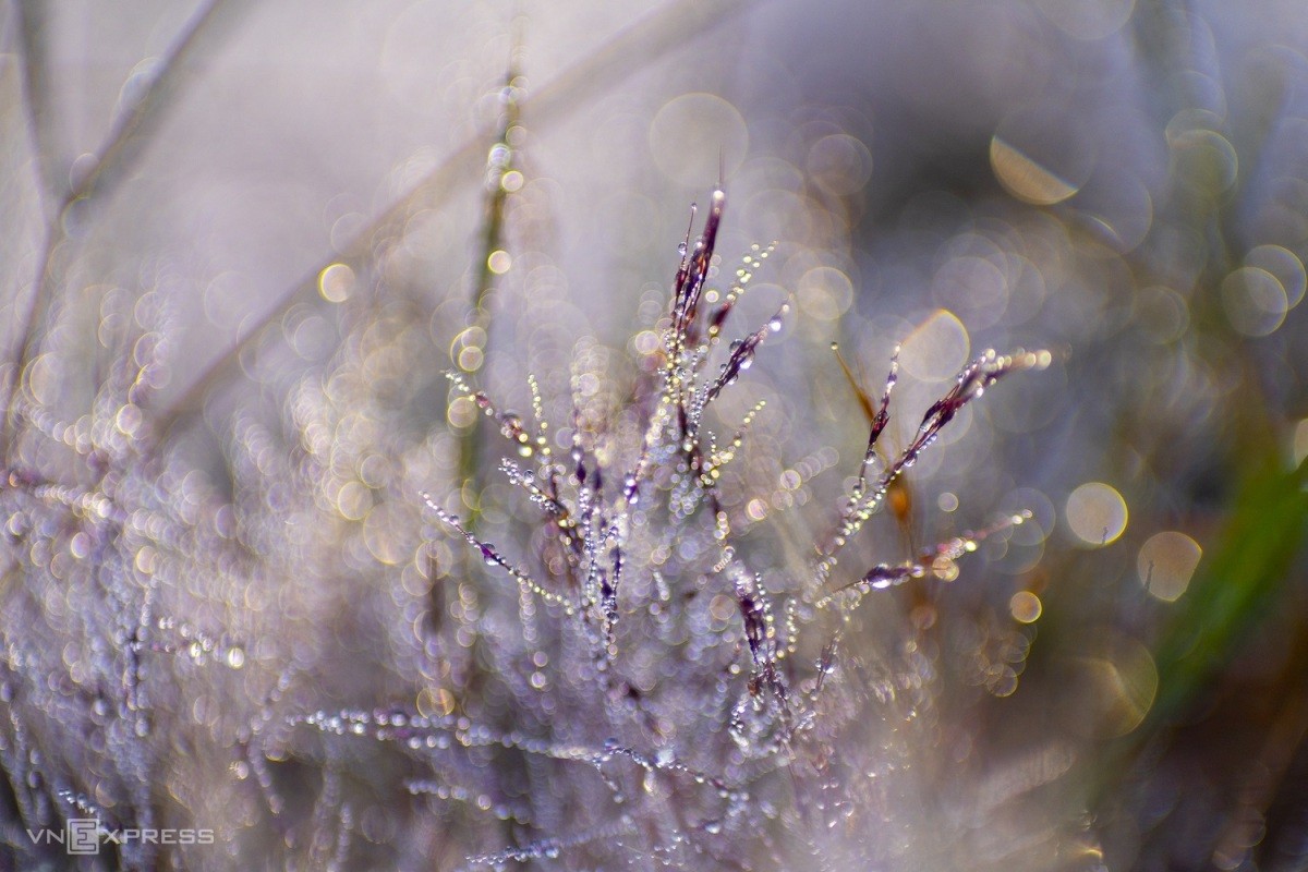 Romantic Pink Grass hills in Da Lat