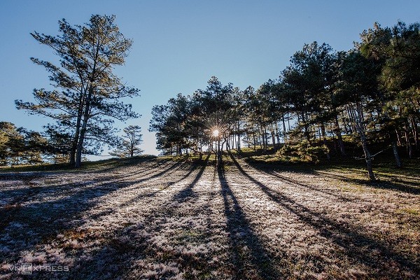 Romantic Pink Grass hills in Da Lat