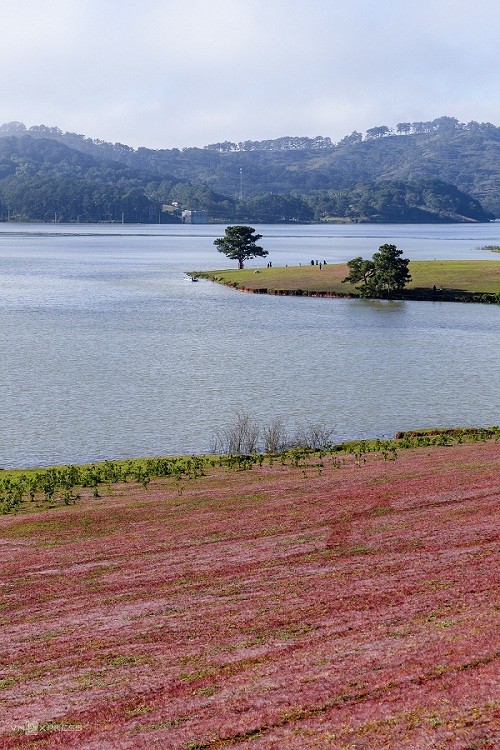 Romantic Pink Grass hills in Da Lat