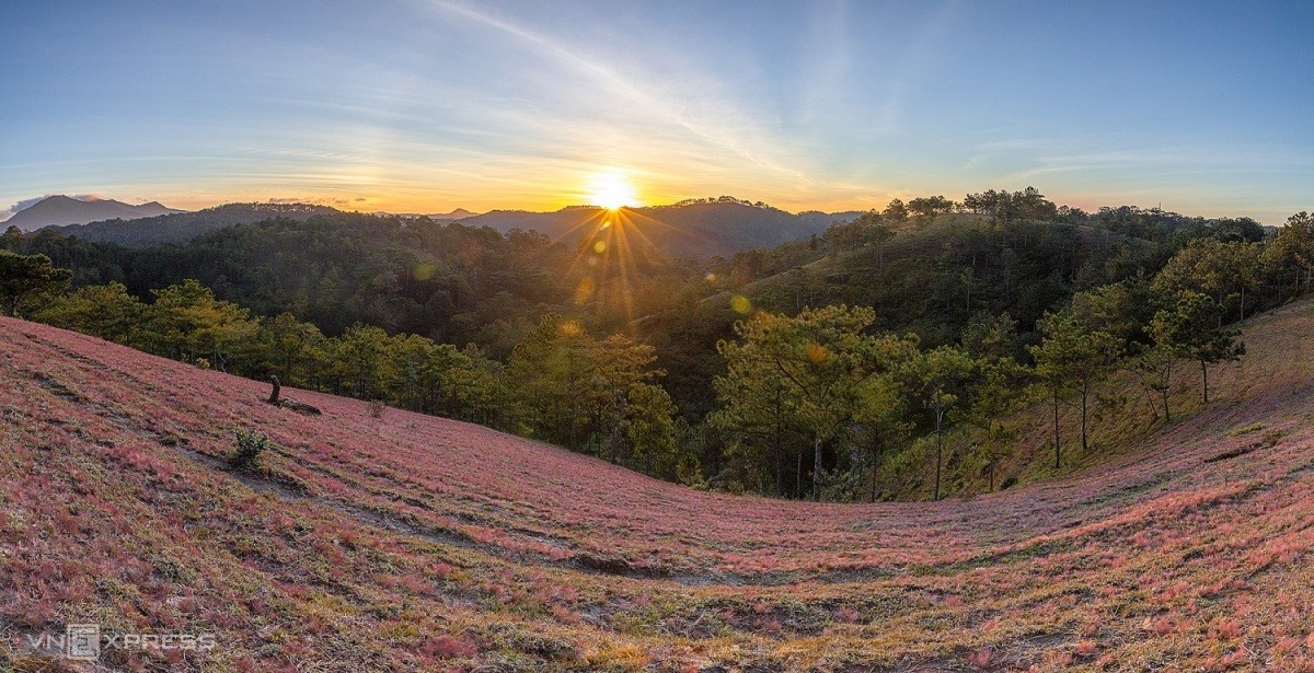 Romantic Pink Grass hills in Da Lat