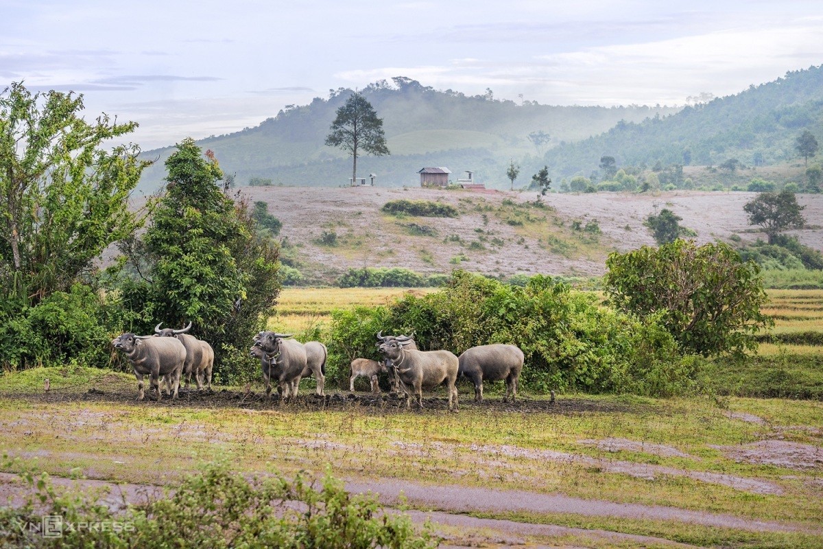 Romantic Pink Grass hills in Da Lat