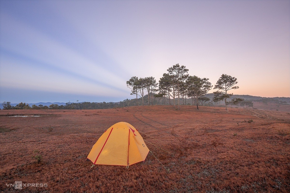 Romantic Pink Grass hills in Da Lat