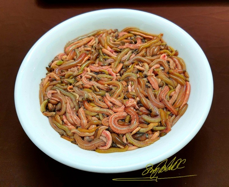 Seasonal Delicacy: Enjoy Fried Ragworm Omelet in Chilly Days