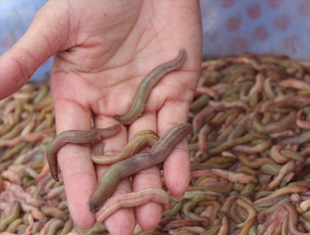 Seasonal Delicacy: Enjoy Fried Ragworm Omelet in Chilly Days